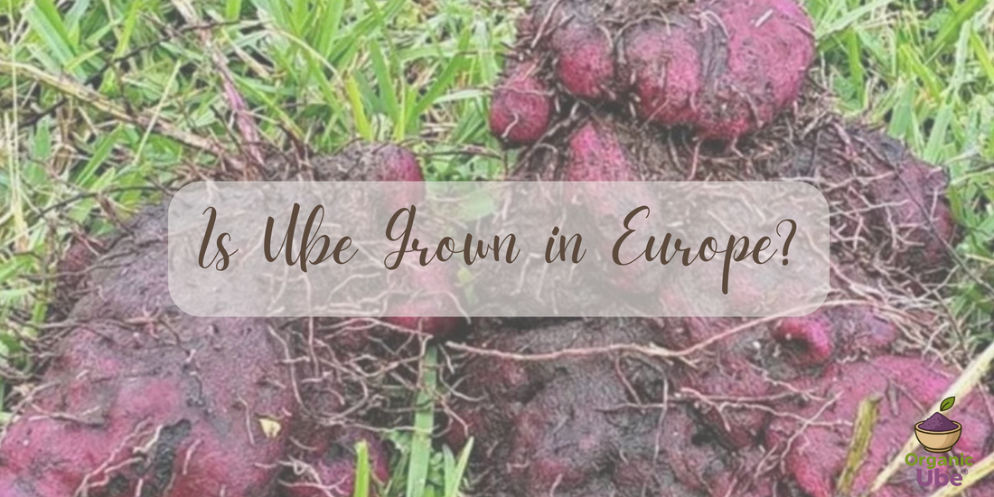 Is Ube Grown in Europe?